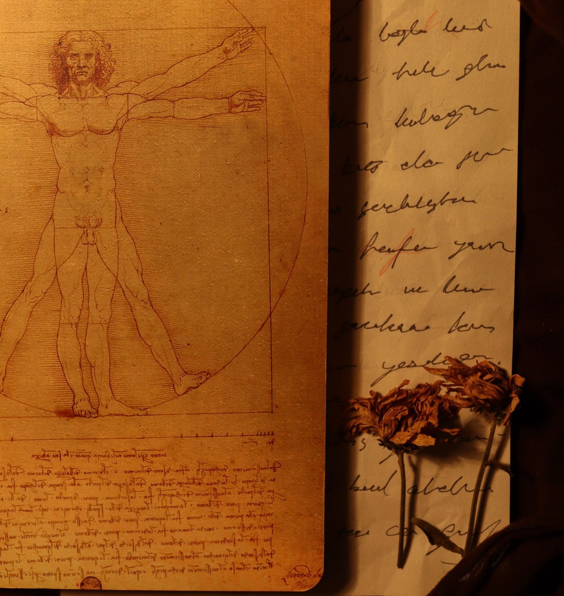 Da Vinci's Vitruviusman op oud papier, naast handgeschreven aantekeningen en gedroogde bloemen. Bruine tinten.