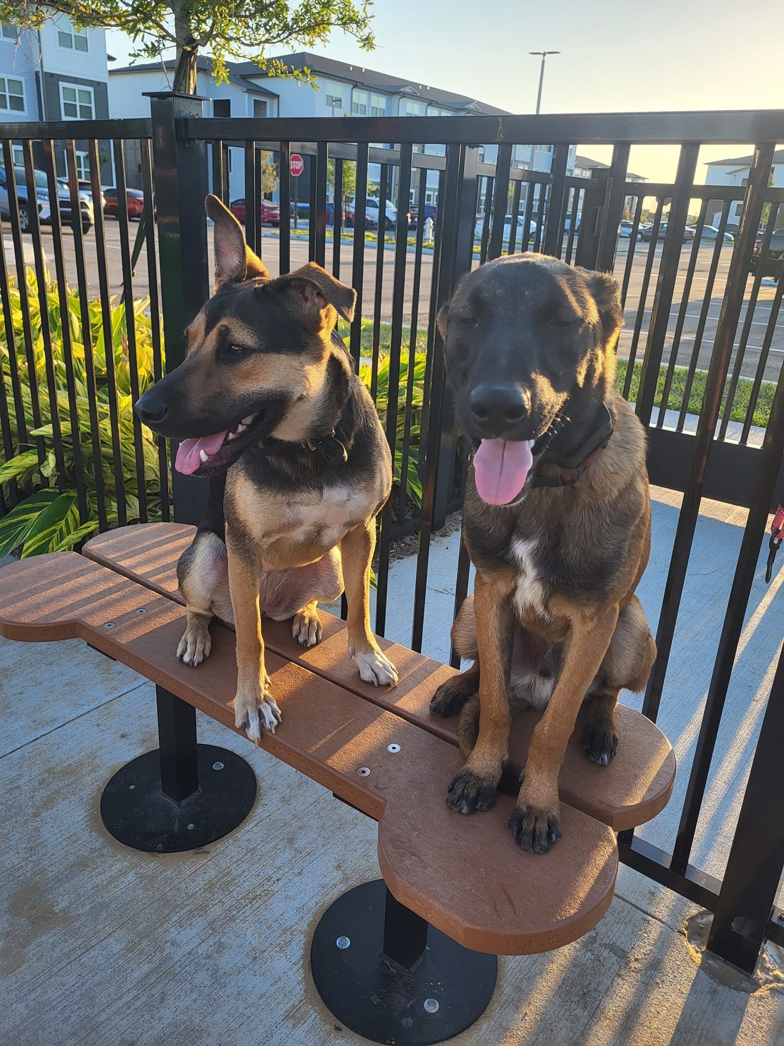 Two dogs are sitting on a wooden bench with their tongues out.