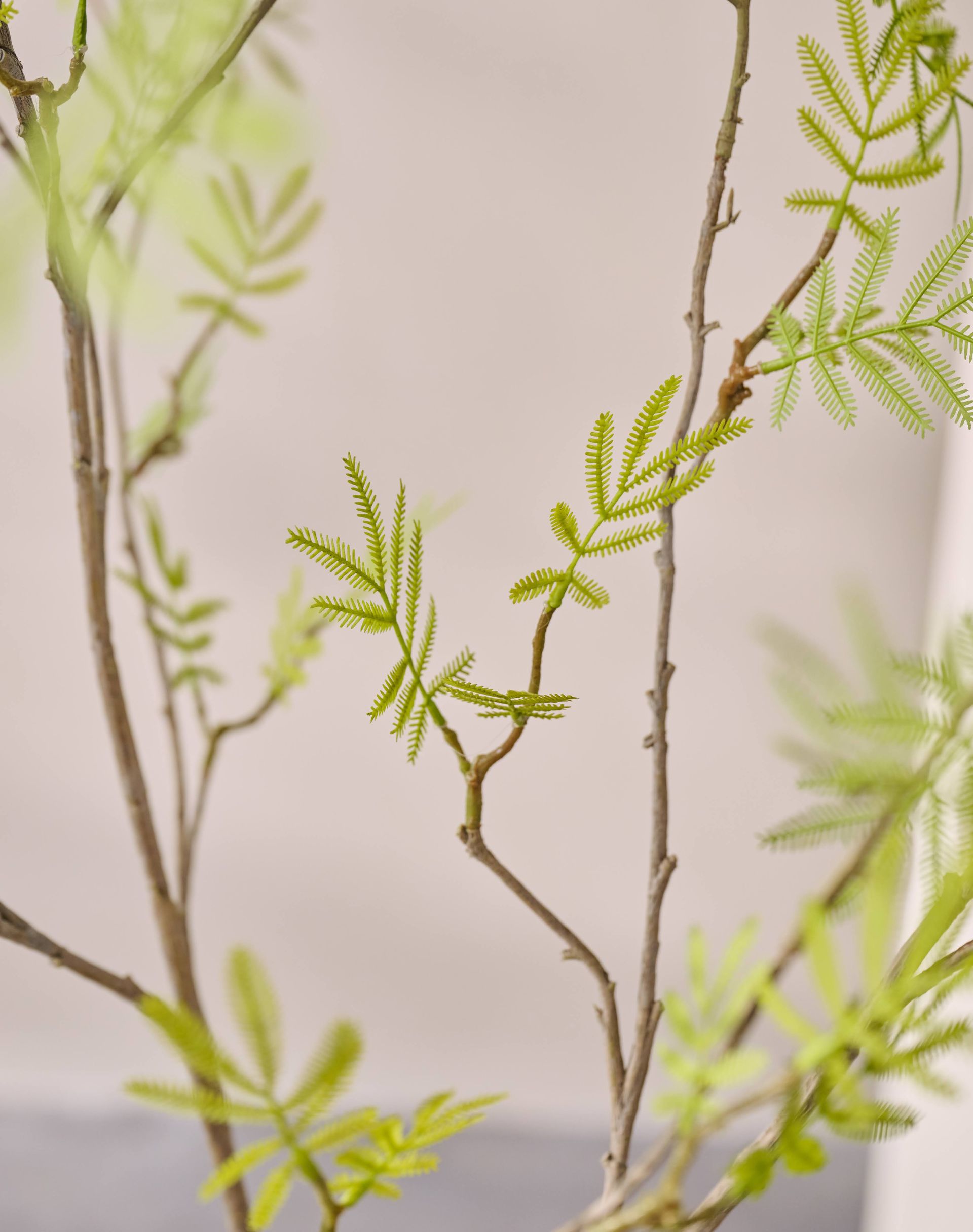 Mimosa plant / steker 110 cm