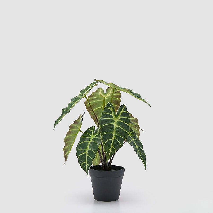 Alocasia plant 41 cm
