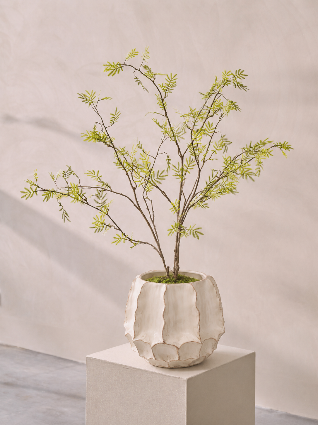 Mimosa plant / steker 110 cm