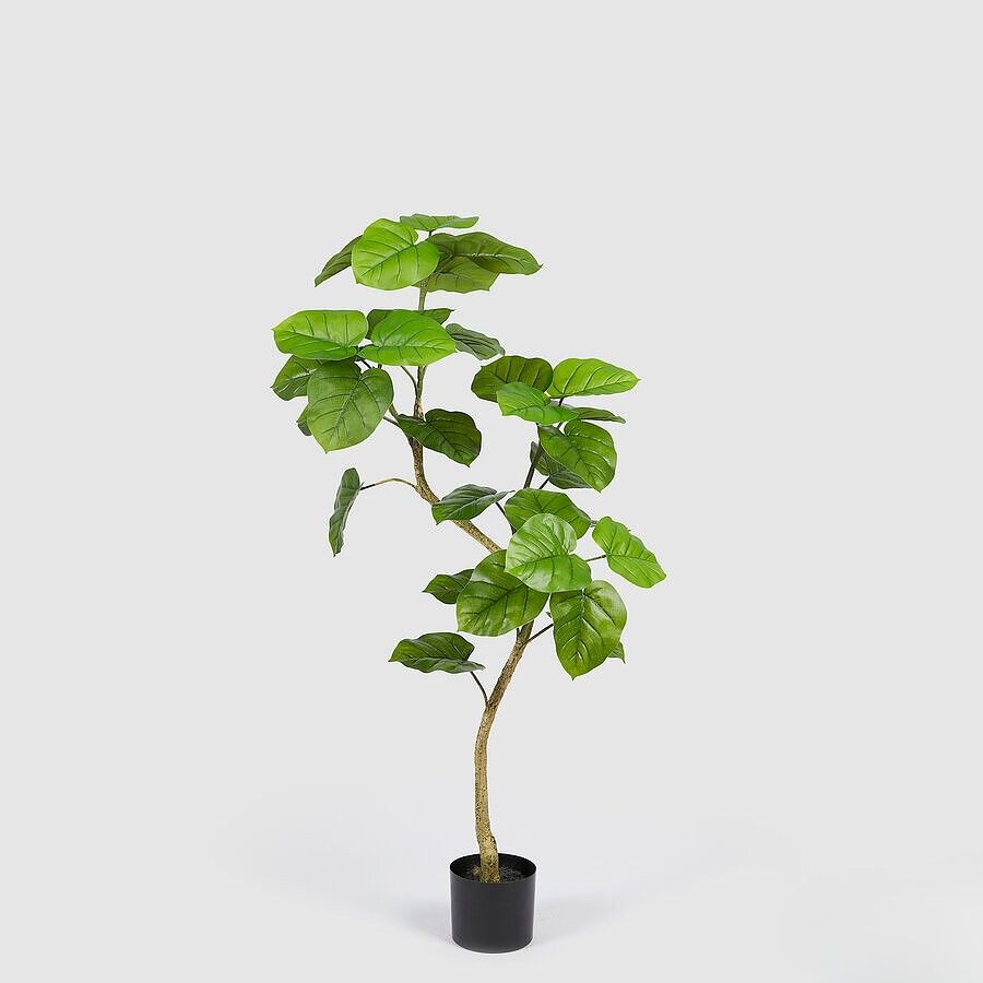 Ficus plant 120 cm