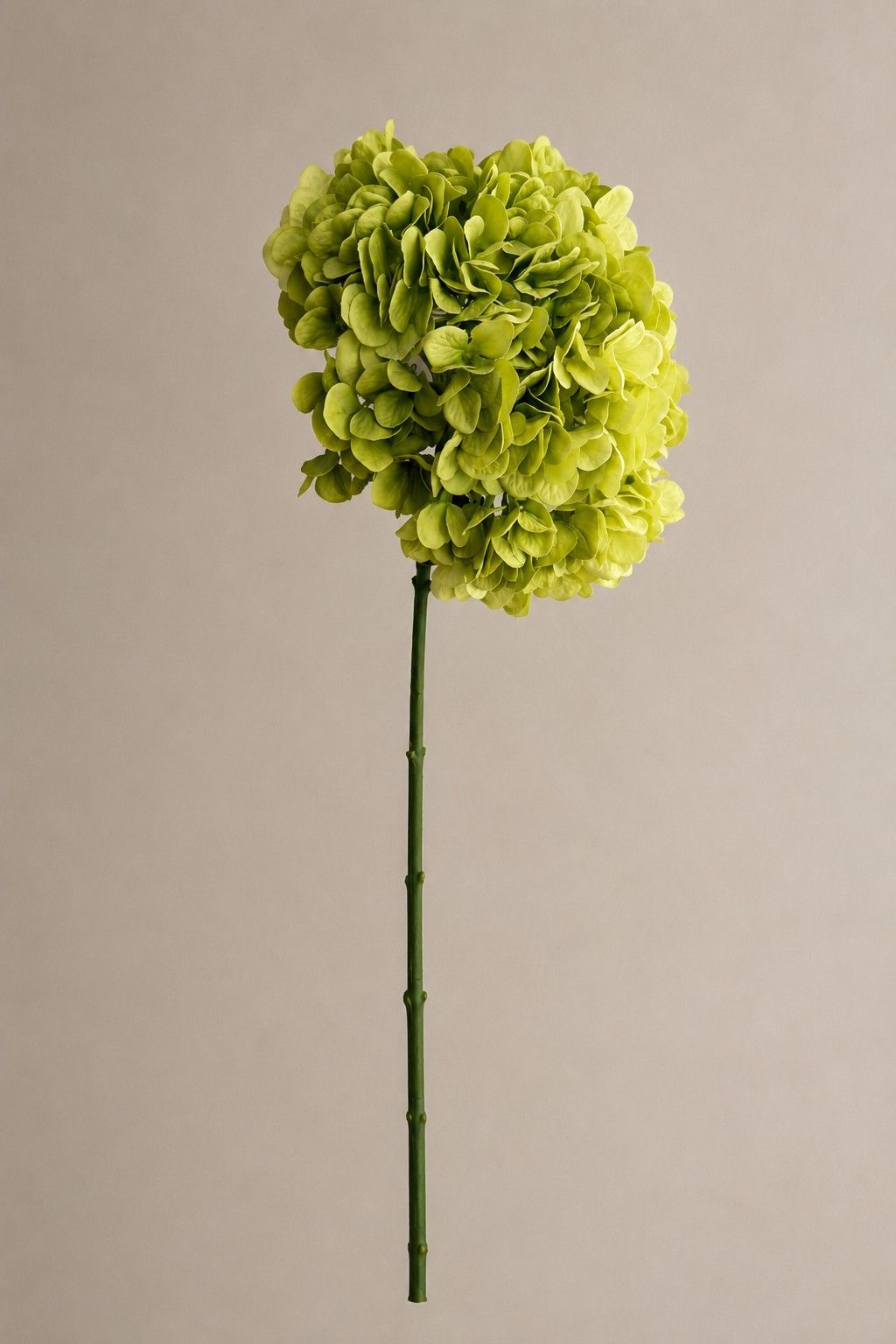 Hortensia XL 70 cm