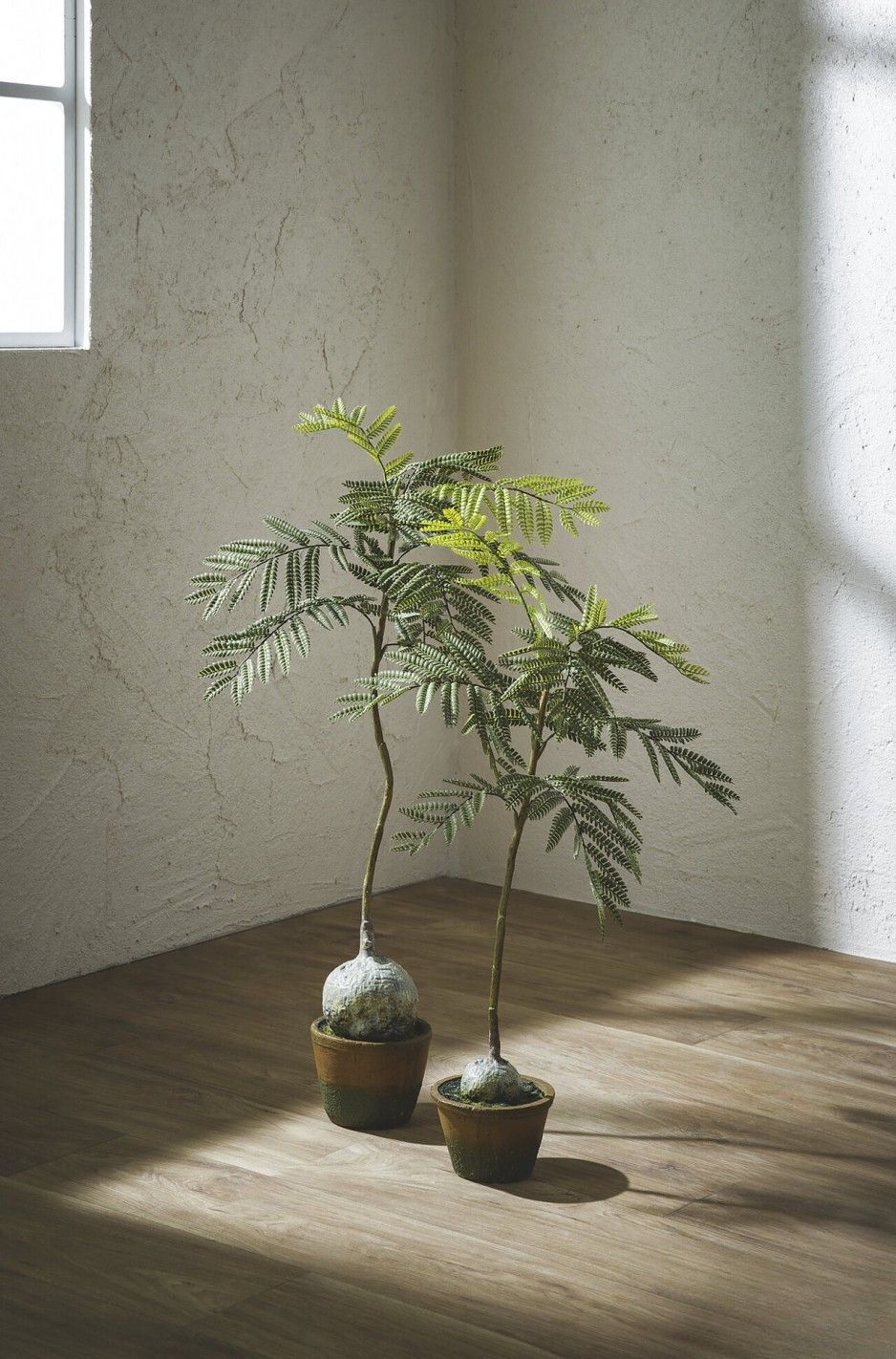 Jacaranda plant 98 cm