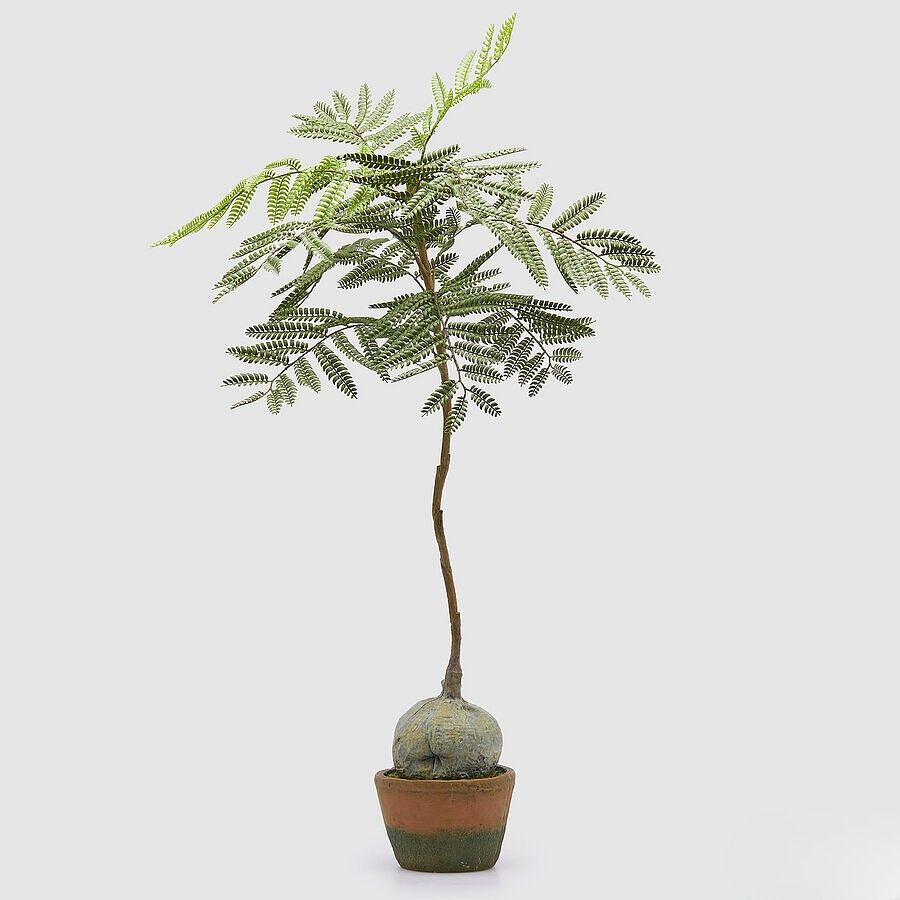 Jacaranda plant 98 cm