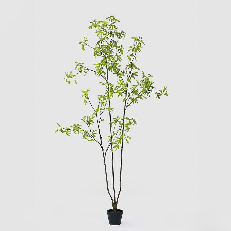Esdoorn plant 220 cm