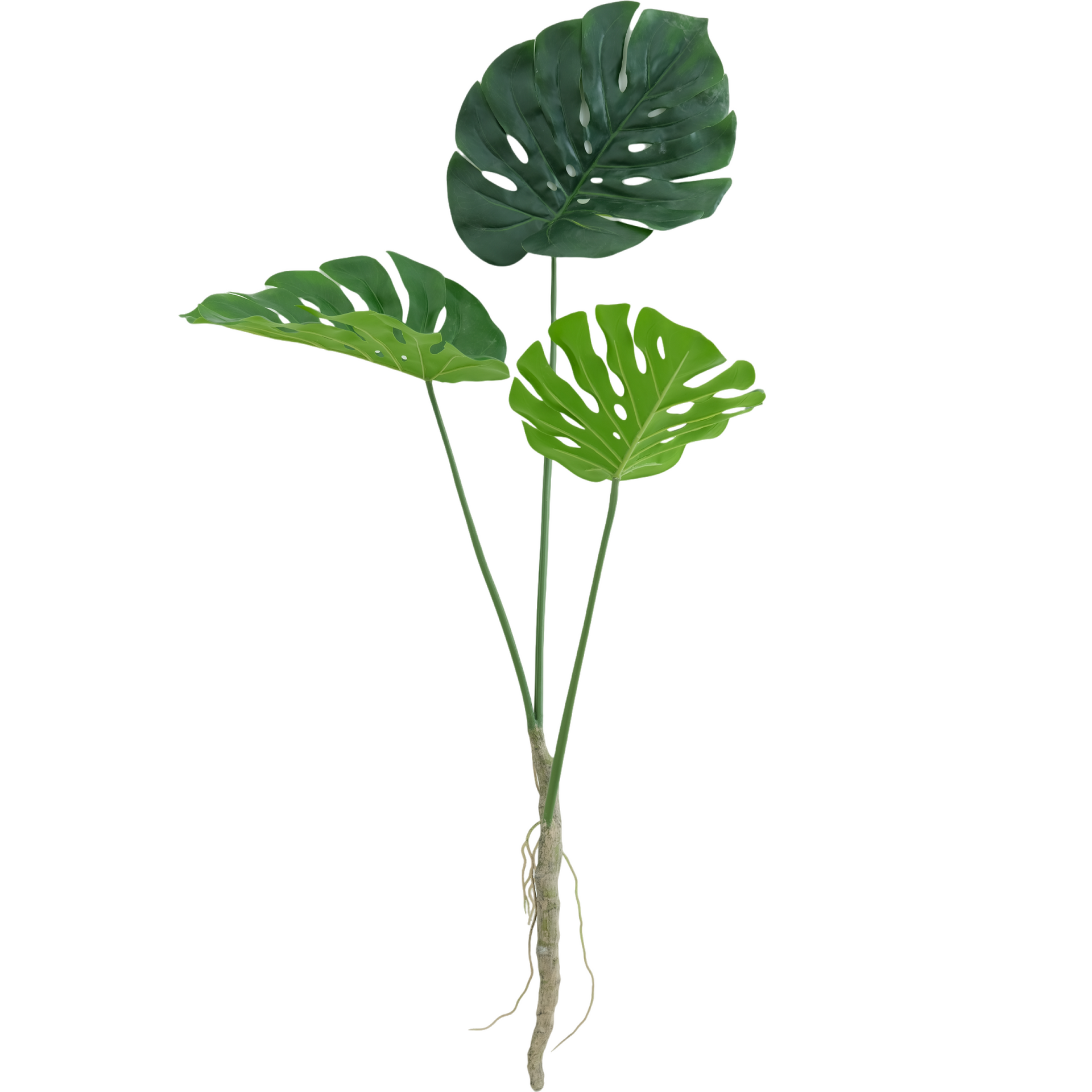 Monstera plant in pot 150 cm