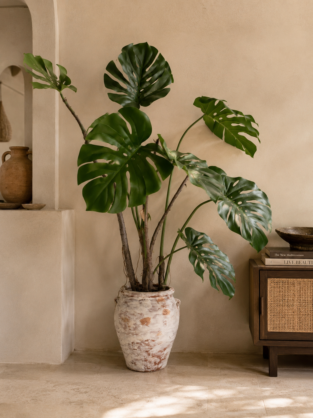 Monstera plant in pot 150 cm