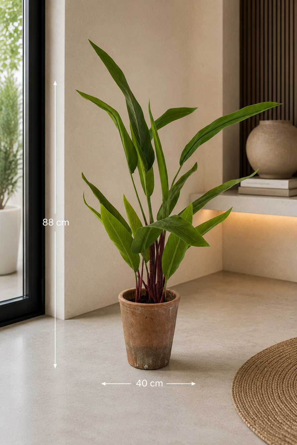Strelitzia reginae 88 cm