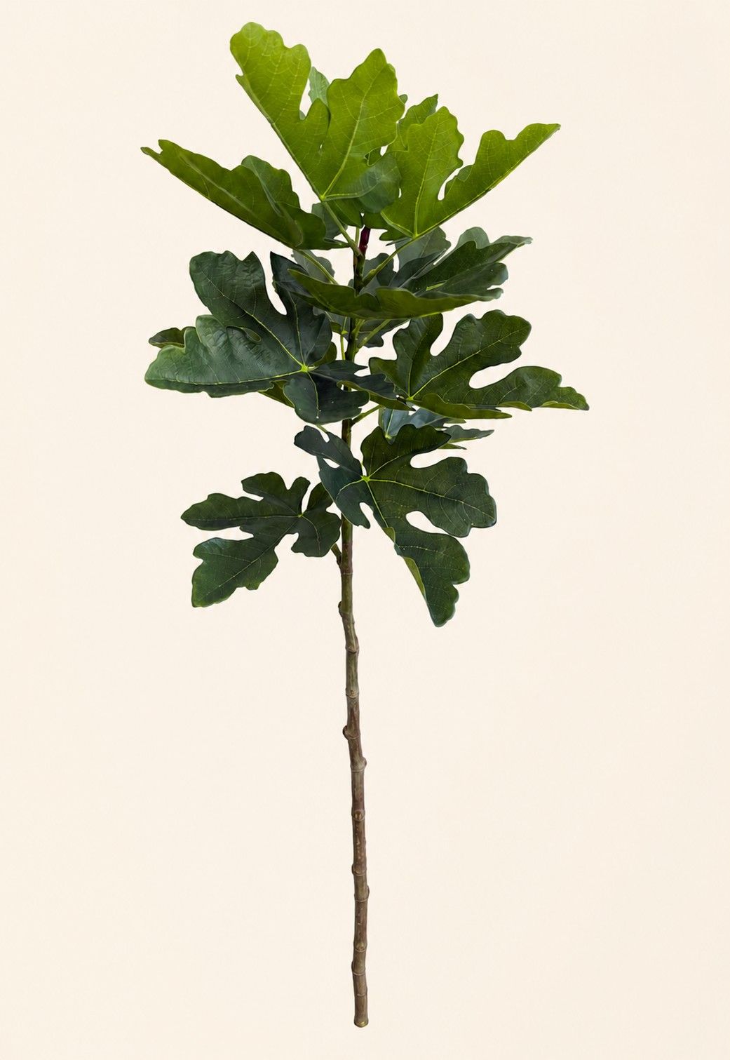 Vijgentak XL 100 cm