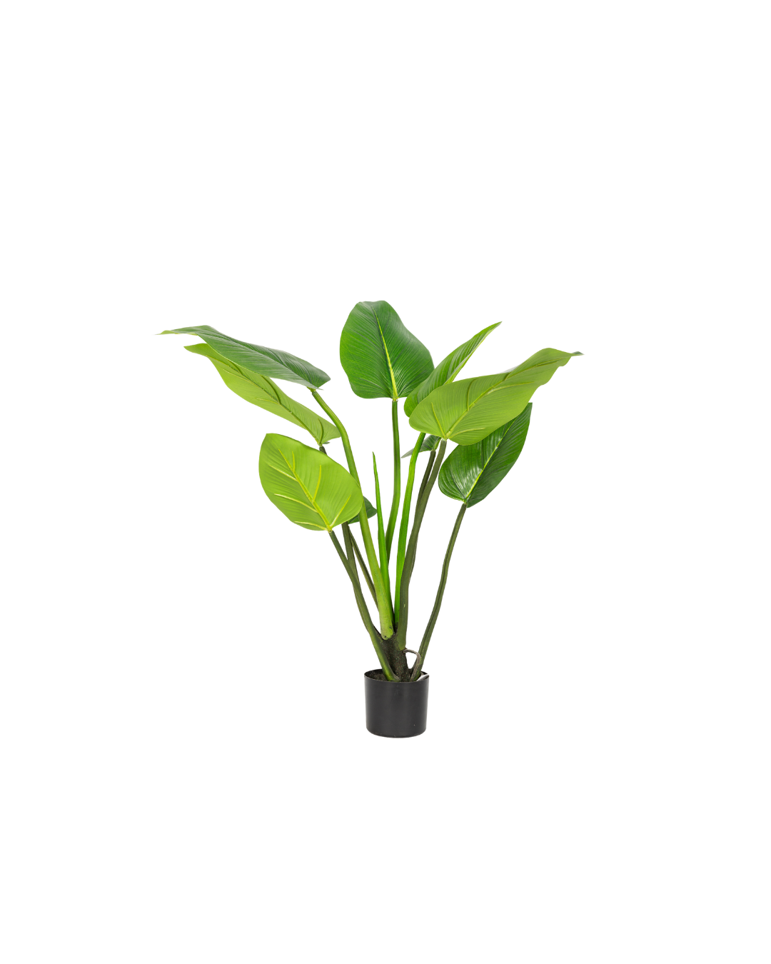 Alocasia Plant 90 cm