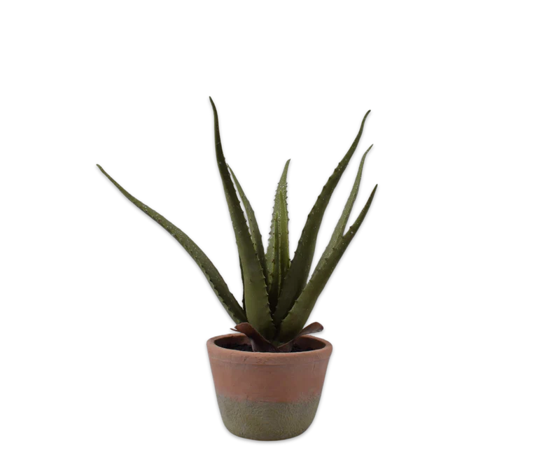 Aloë Vera plant 40 cm in pot