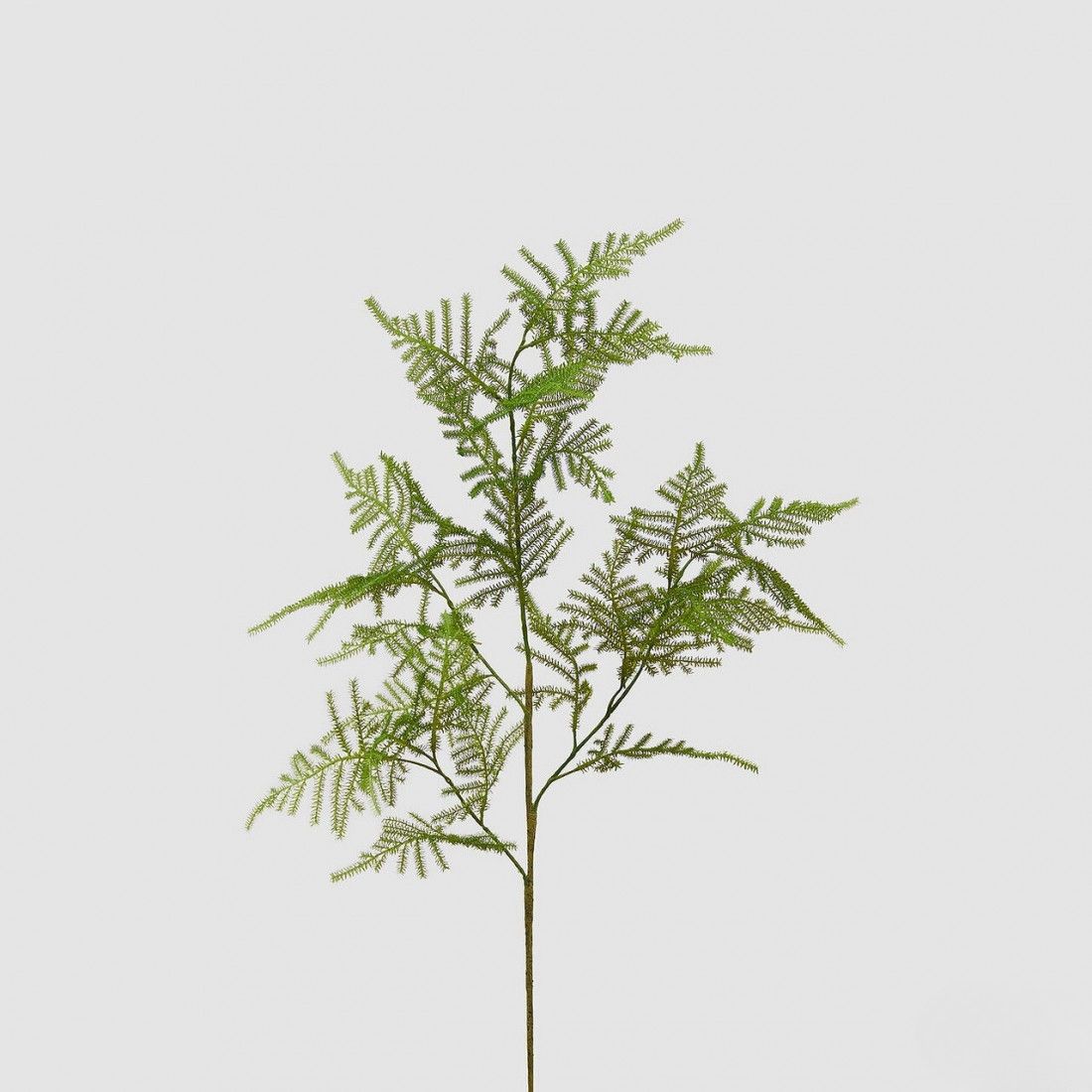Asparagus branch - 71 cm
