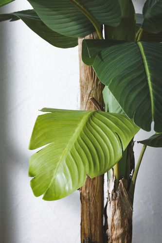 Bananenplant 150 cm
