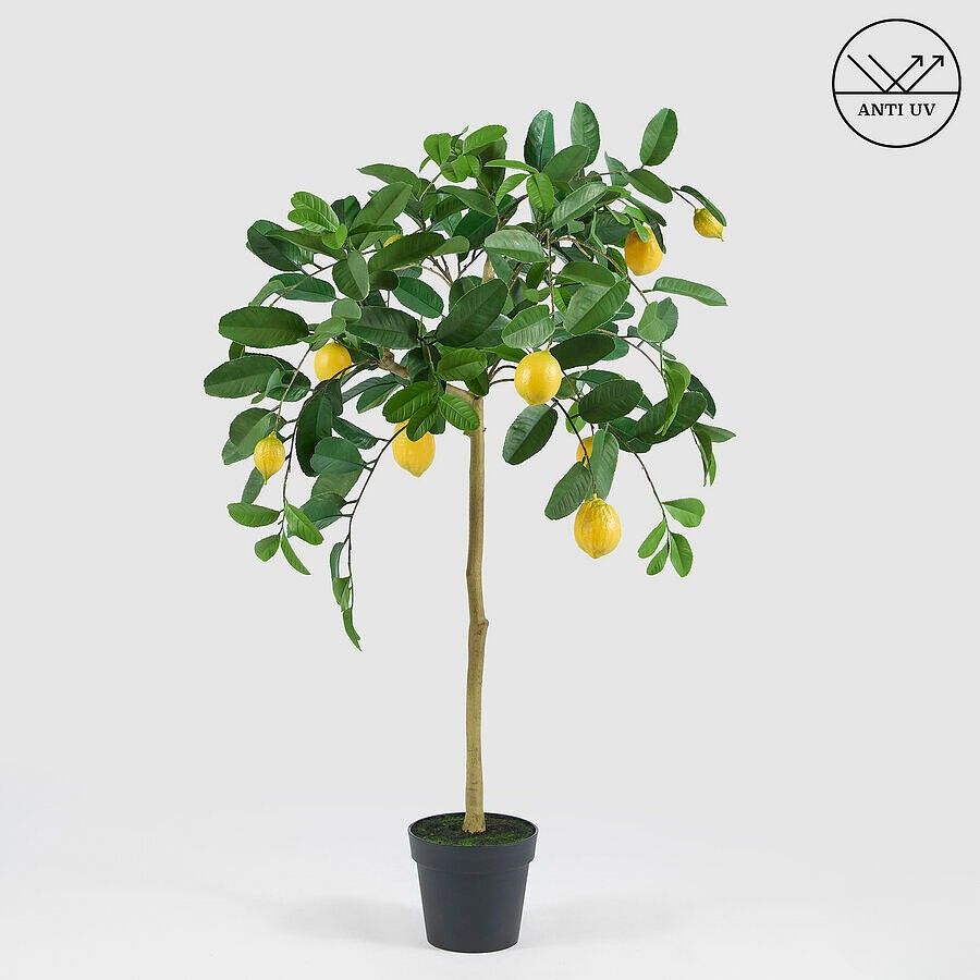 Citroenboom 125 cm - UV bestendig