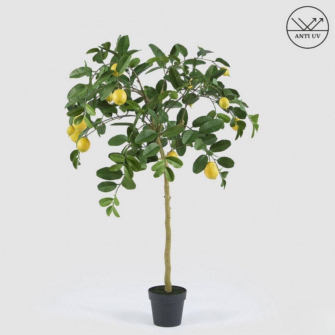 Citroenboom 148 cm - UV bestendig