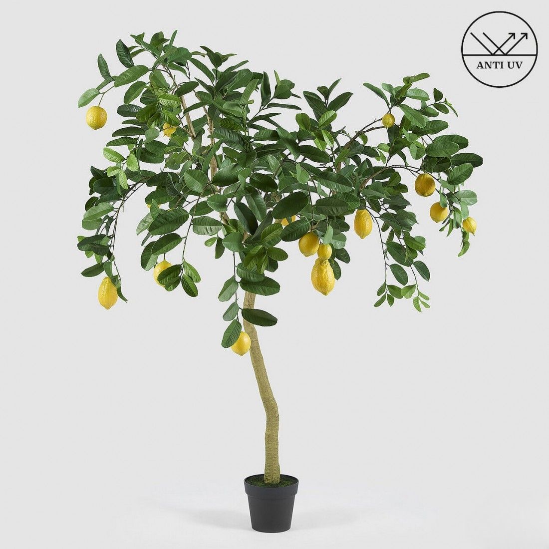 Citroenboom 170 cm - UV bestendig