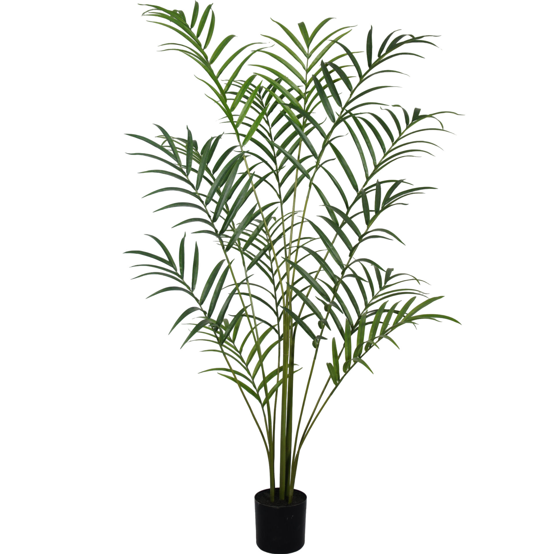 Palm Plant 210 cm