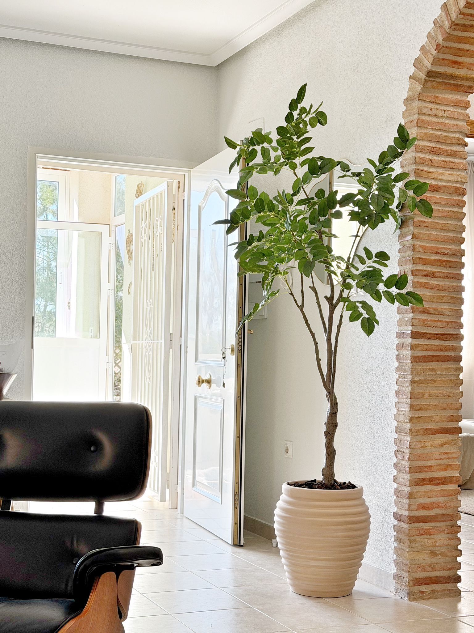 Sandalwood tree 180 cm (available from 20/8)