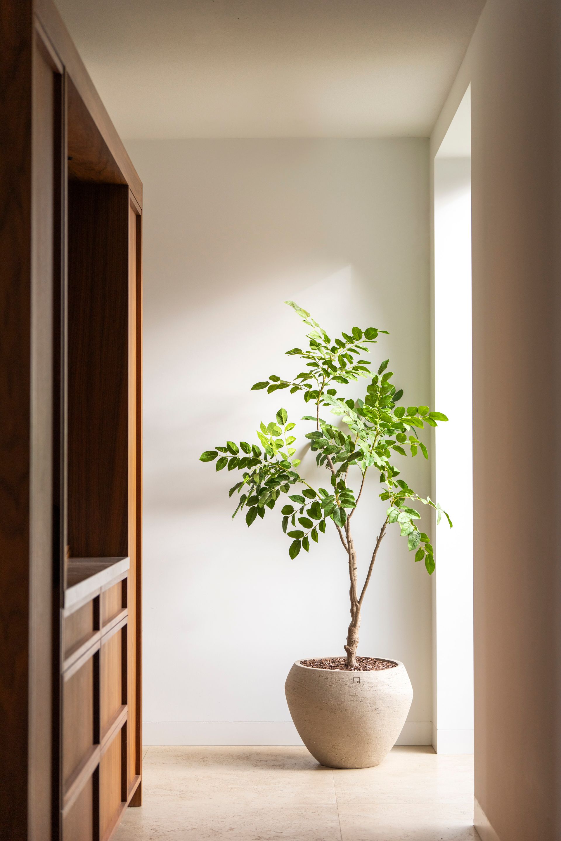 Sandalwood tree 180 cm (available from 20/8)