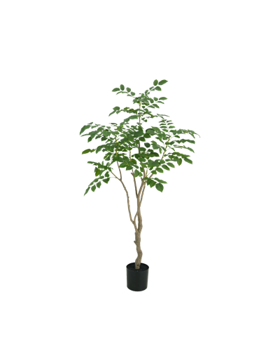Sandalwood tree 180 cm