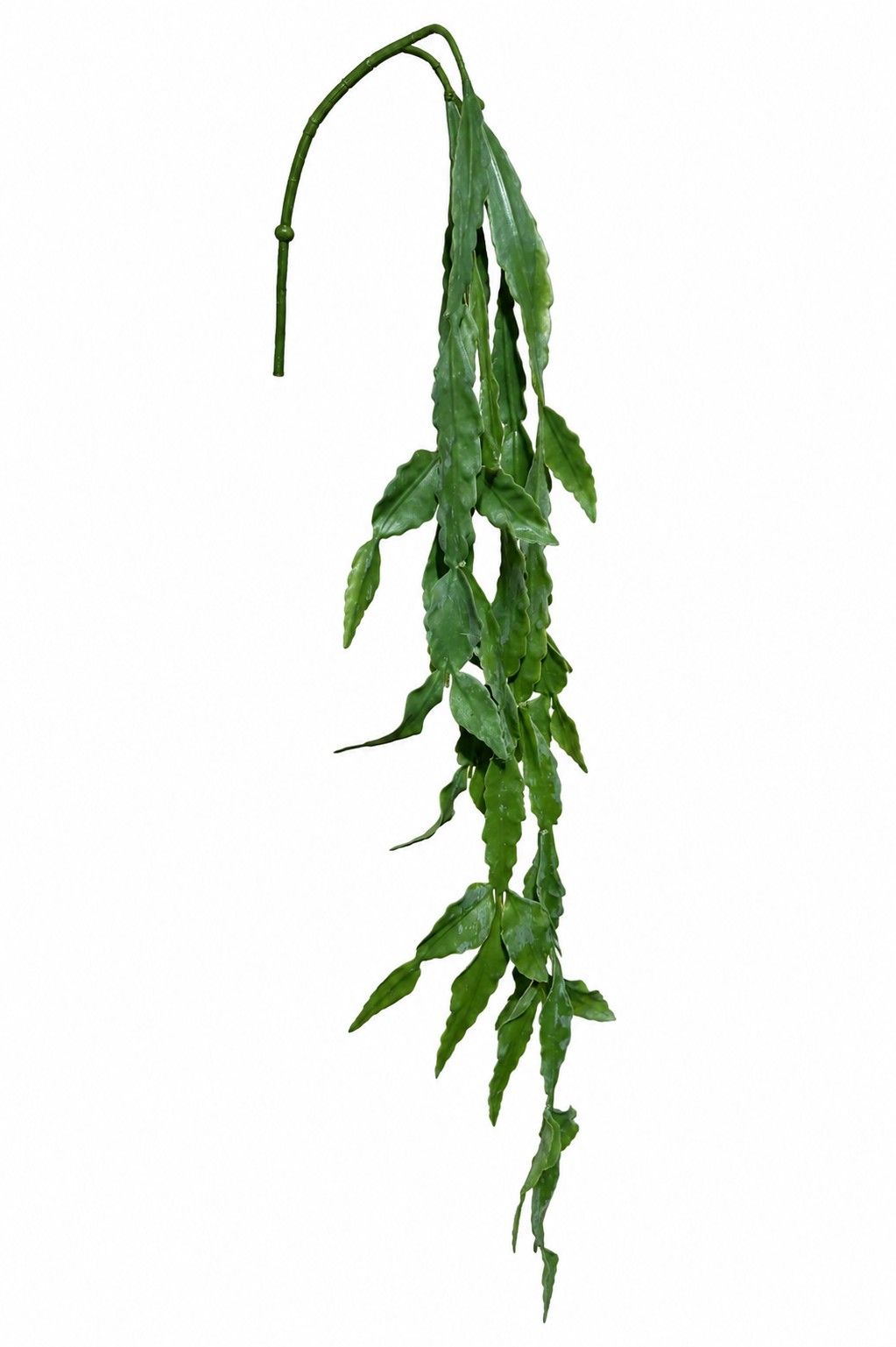 Hangplant Succulent / steker 80 cm