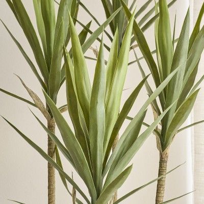 Yucca plant 180 cm - AVAILABLE END SEPTEMBER '26