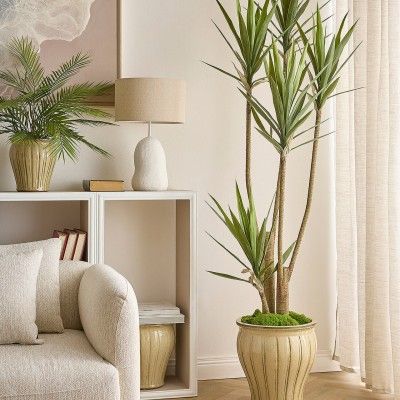 Yucca plant 180 cm - AVAILABLE END SEPTEMBER '26
