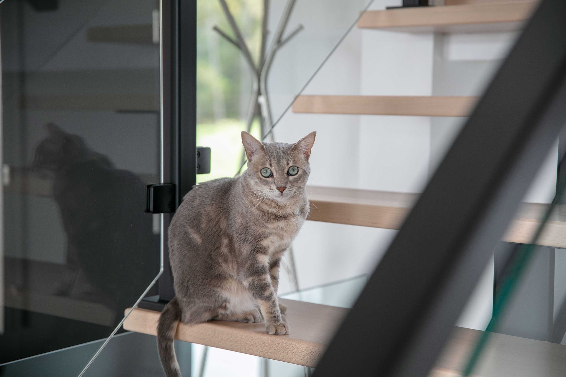Un chat tigr&eacute; brun clair est assis sur une marche d'escalier en bois, regardant droit dans l'objectif avec une expression attentive.