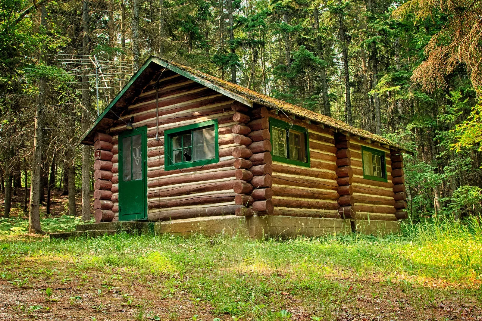 Small log cabin with green trim in a wooded forest clearing