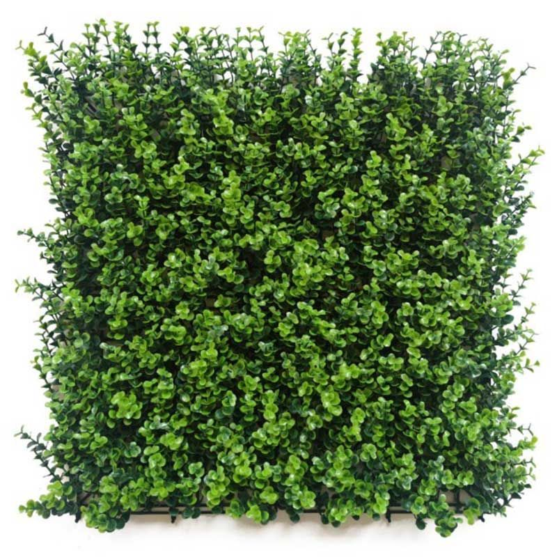 Arbusto de seto verde y denso, con hojas pequeñas y brillantes, podado en forma cuadrada