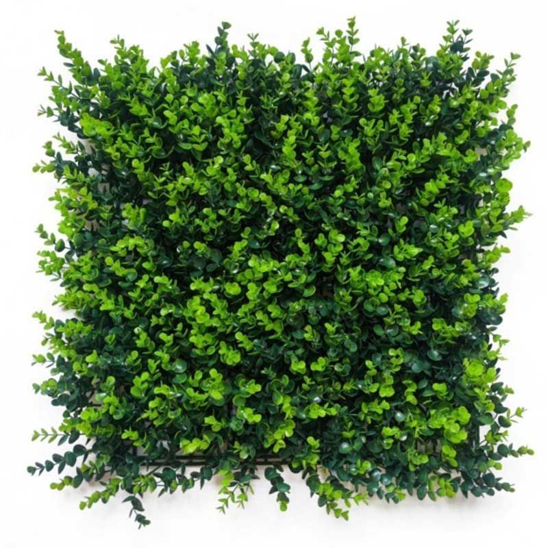 Arbusto frondoso verde de forma cuadrada, con follaje denso, sobre fondo blanco