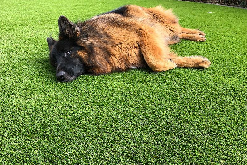 Perro grande de color tostado y negro dormido sobre hierba de un verde intenso