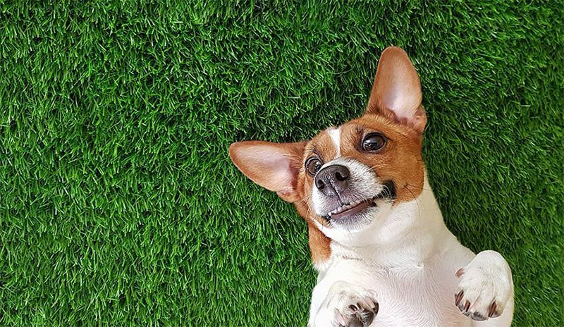 Un perro pequeño marrón y blanco tumbado sobre la hierba verde, mirando hacia arriba con las orejas erguidas.