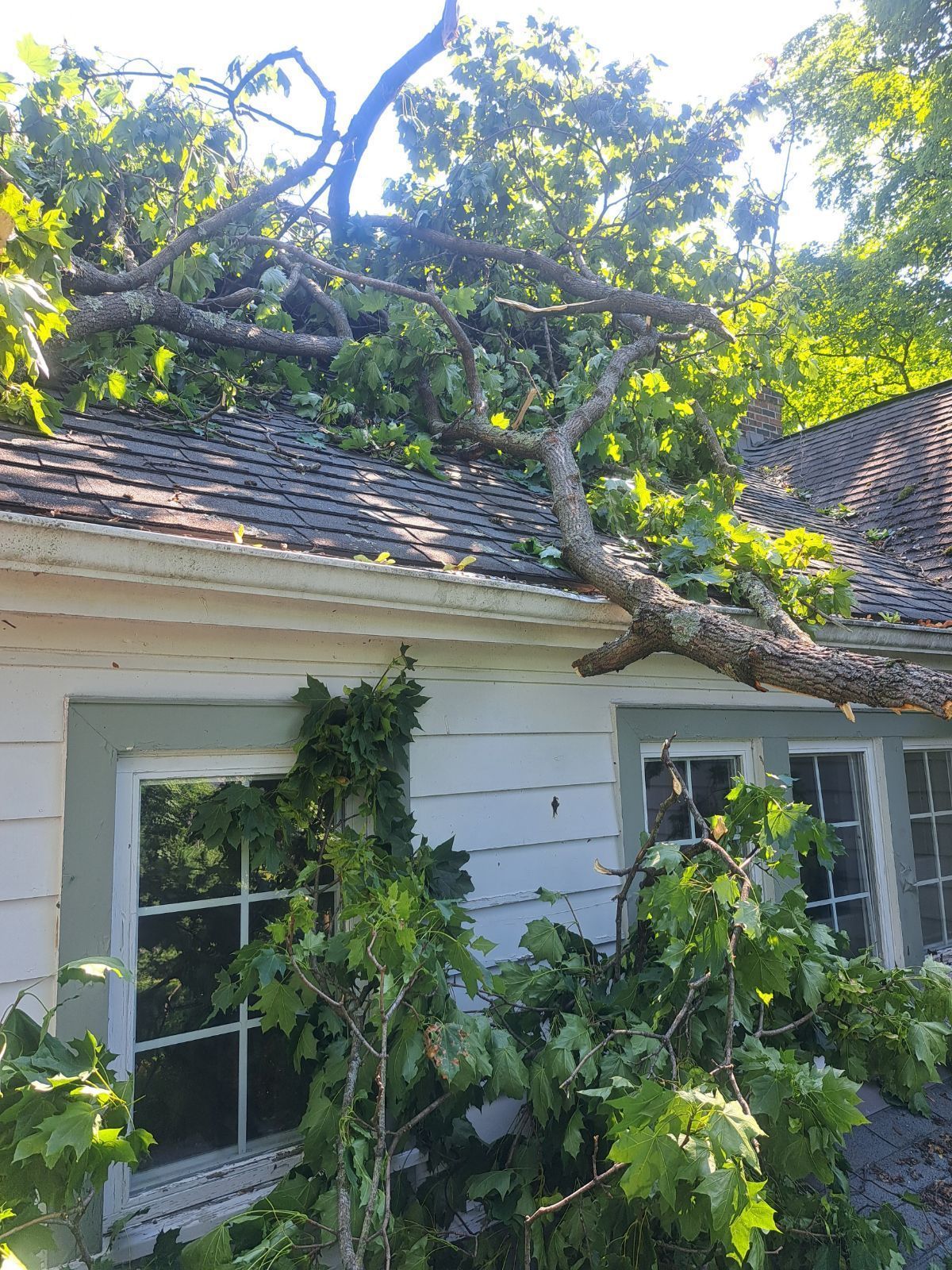 A tree has fallen on the roof of a house.