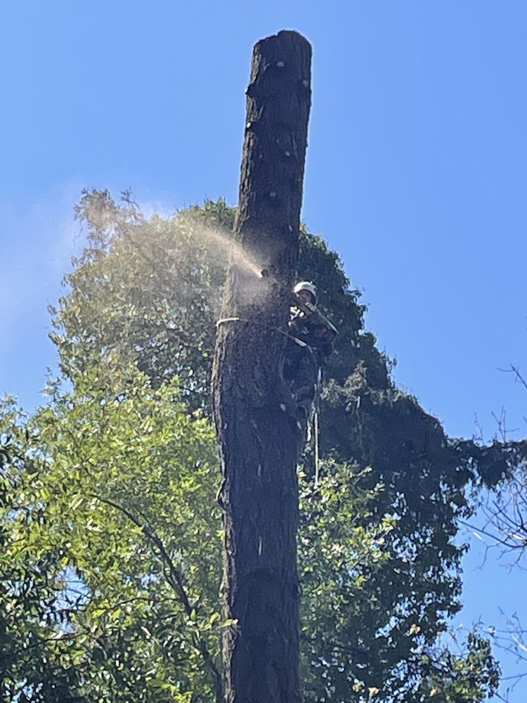 A man is cutting down a tree with a chainsaw.