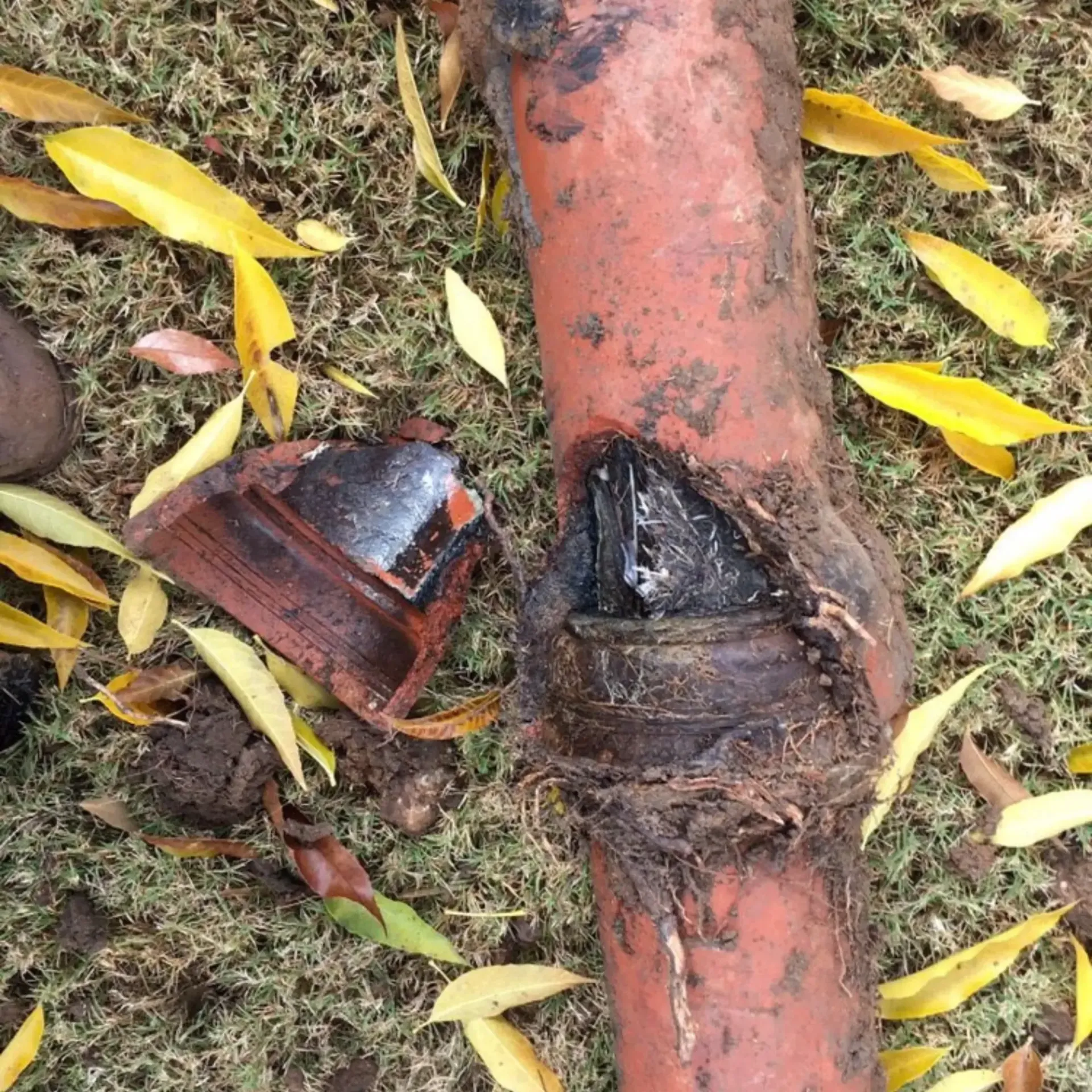 Ted & Bros Plumbing | broken pipe is laying on the ground surrounded by yellow leaves.