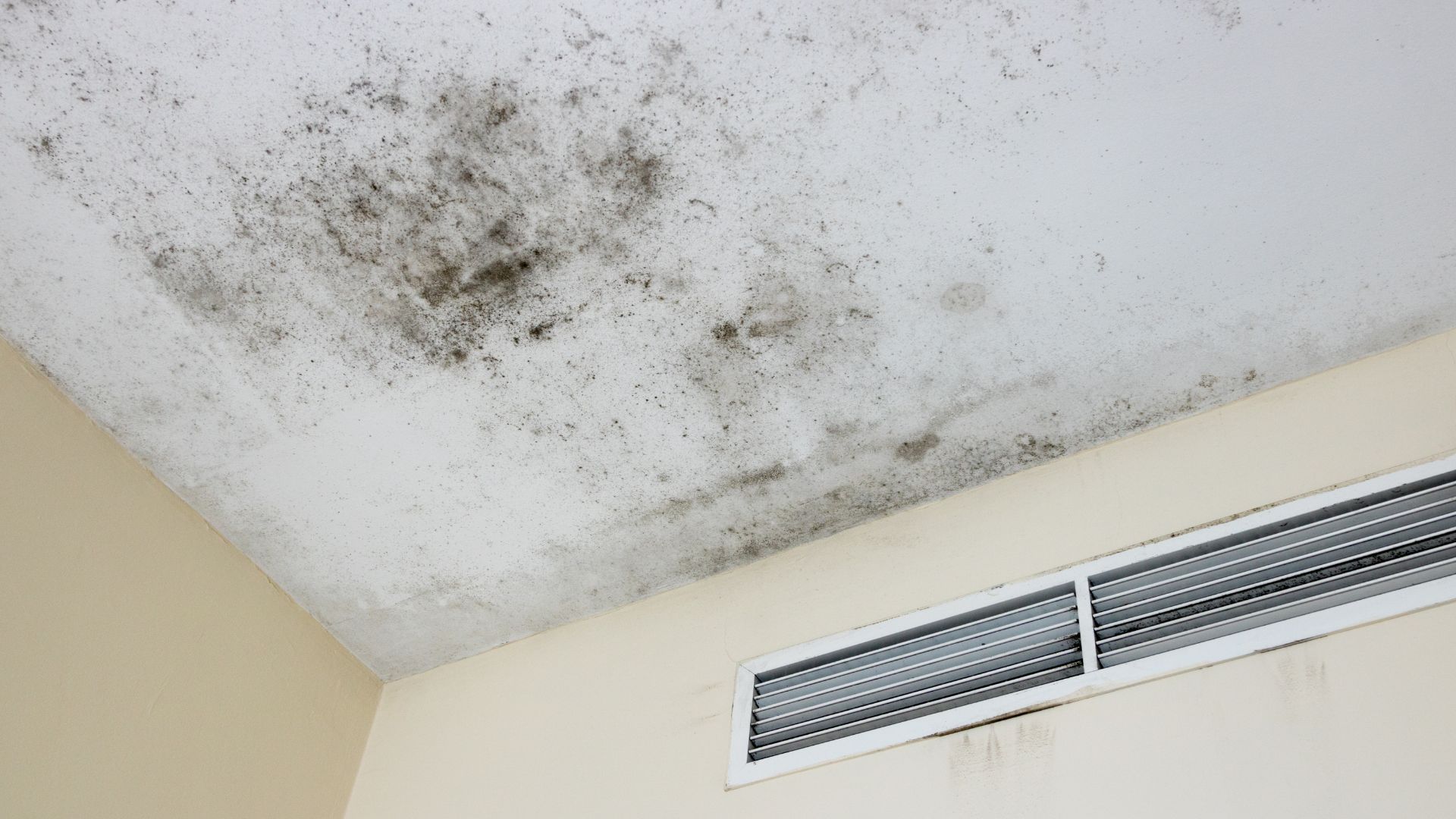a ceiling with black mold growing on it and a vent .
