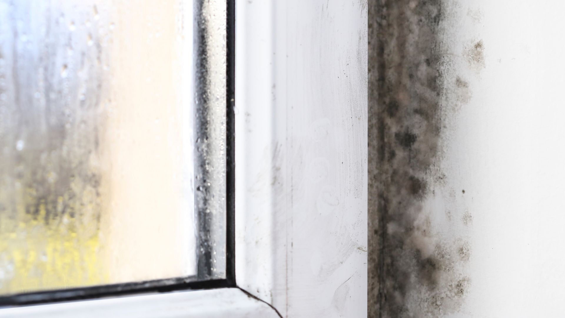 a close up of a window with black mold growing on it .