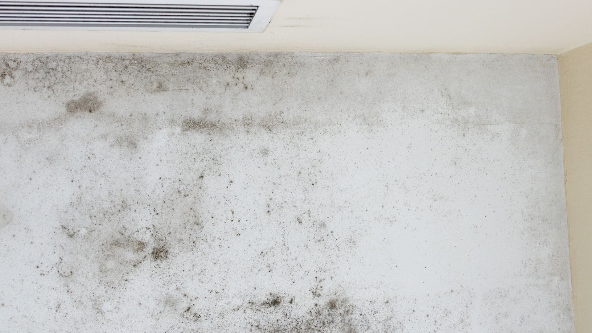 a white wall with a lot of black mold on it .