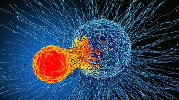 A computer generated image of a t-cells attacking a cancerous cell.