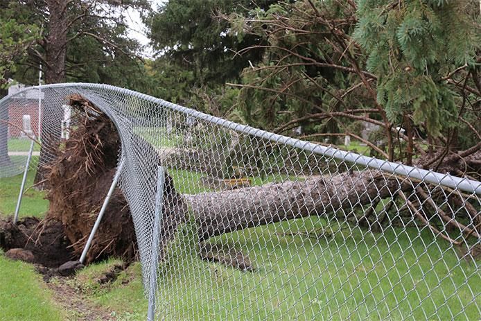 A tree has fallen on a chain link fence.