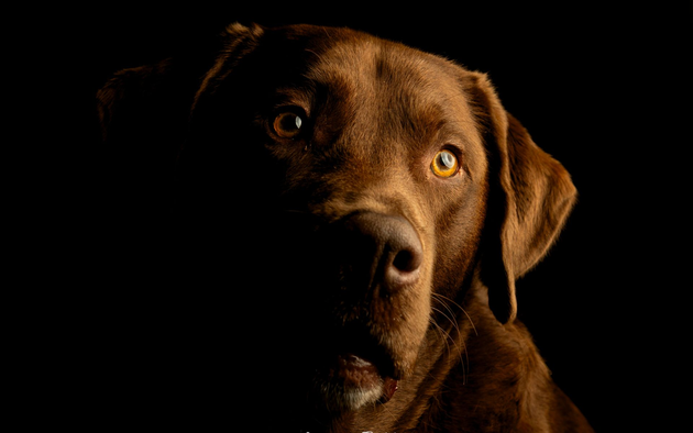 Een close-up van een witte hond met zwarte vlekken en oren, die met een kalme uitdrukking zijn kop op een witte ondergrond laat rusten.