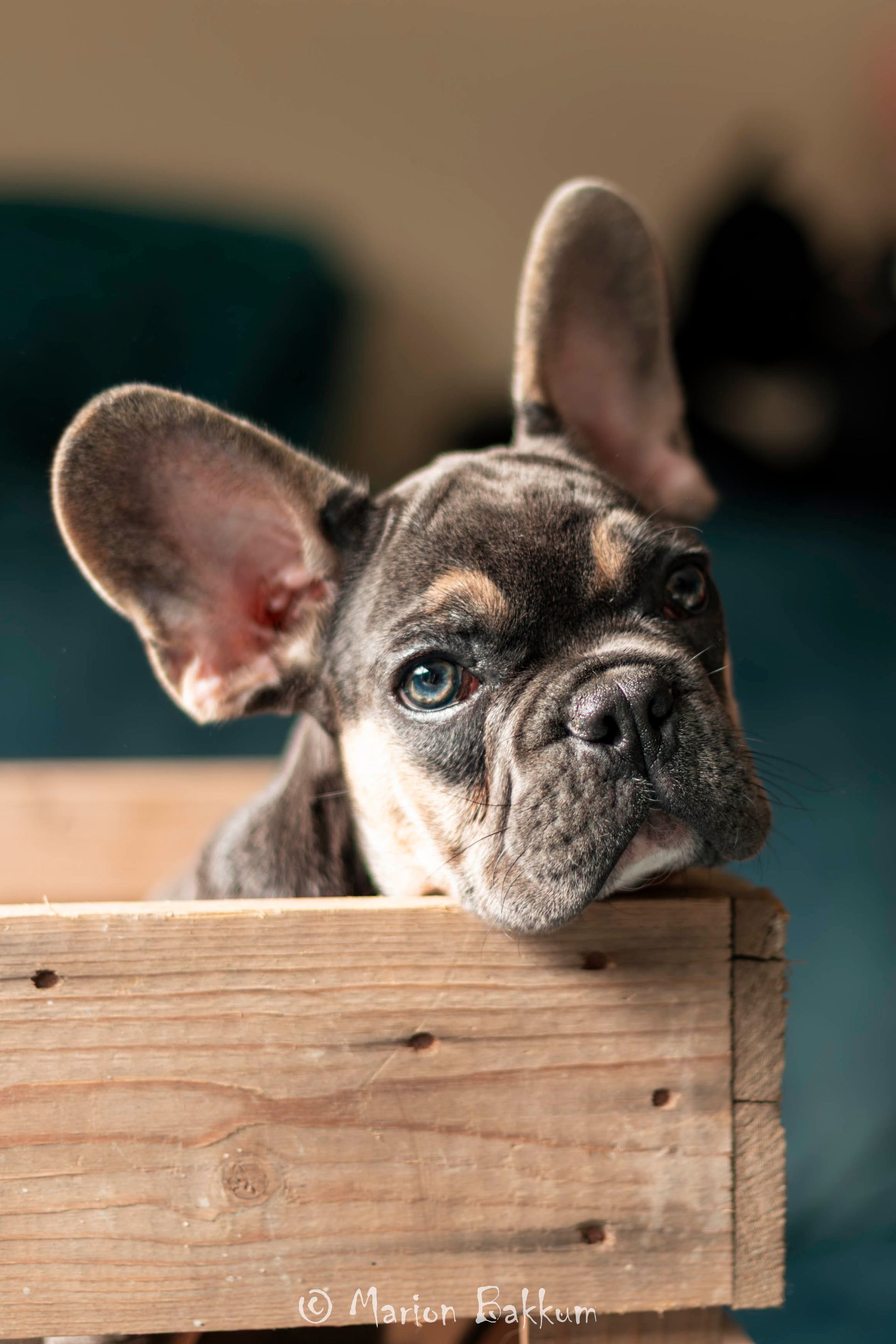 Een blauwgrijze Franse bulldogpuppy zit tegen een zachtgroene achtergrond en kijkt recht in de camera.
