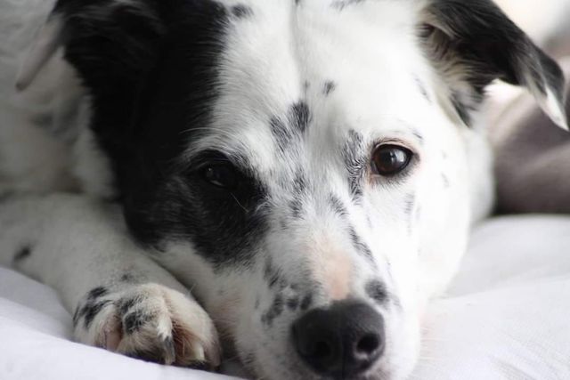 Een close-up van een witte hond met zwarte vlekken en oren, die met een kalme uitdrukking zijn kop op een witte ondergrond laat rusten.