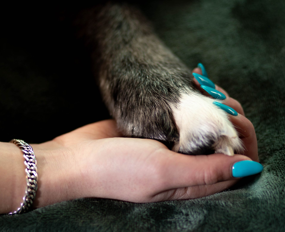 Een hand met fel turkooize gemanicuurde nagels houdt voorzichtig een grijs-witte dierenpoot vast tegen een donkergroene ondergrond.
