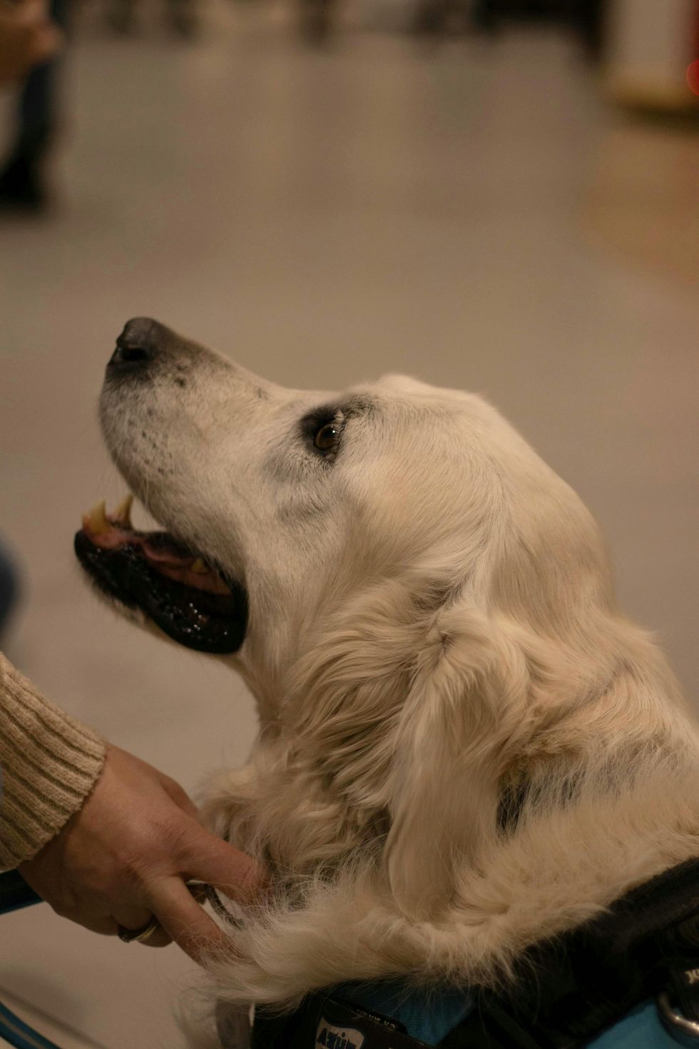 Een zijaanzicht van een crèmekleurige golden retriever die omhoogkijkt naar een persoon die over zijn borst aait terwijl hij een dienstvest draagt.