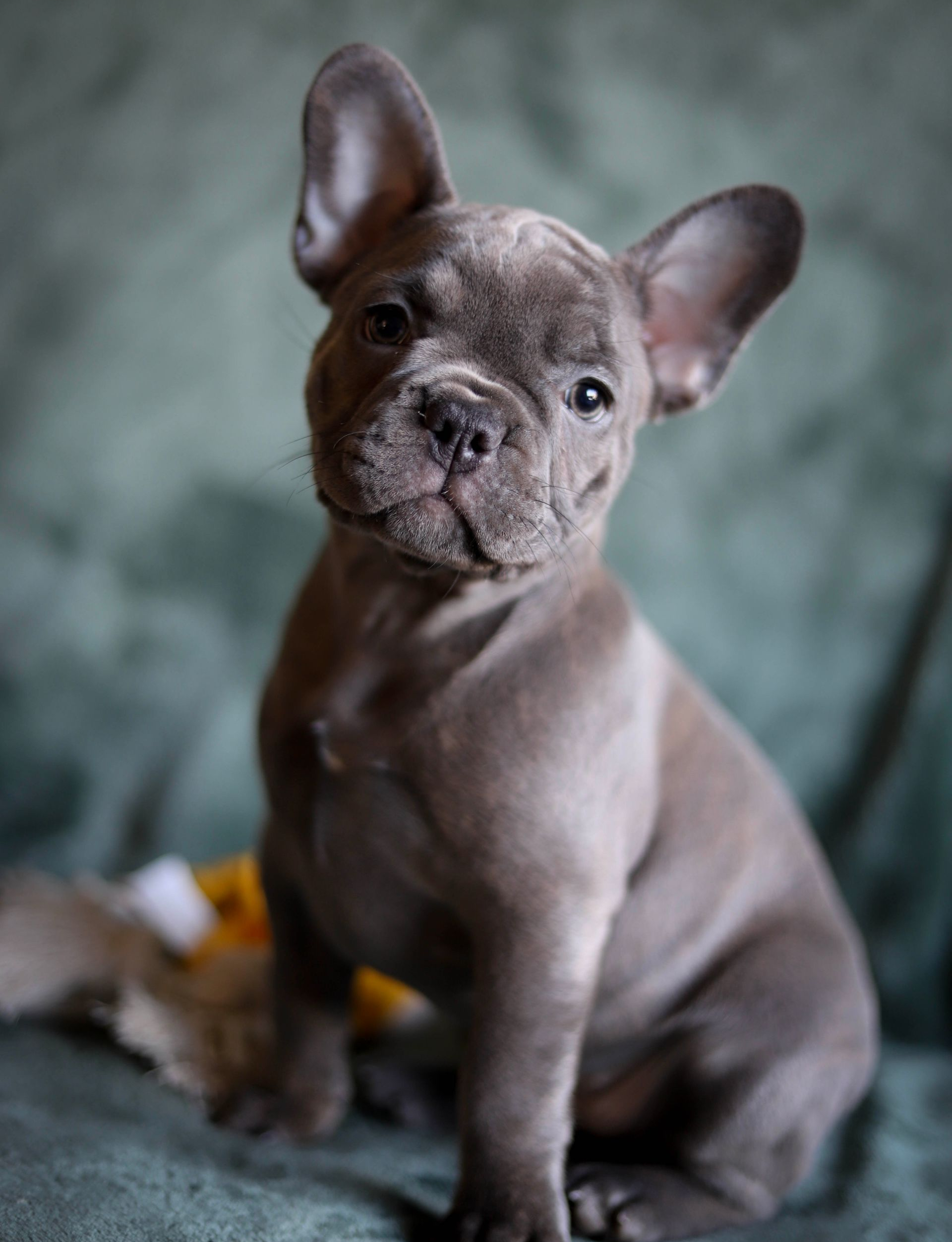 Een blauwgrijze Franse bulldogpuppy zit tegen een zachtgroene achtergrond en kijkt recht in de camera.