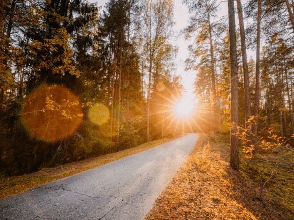 Sunlit forest road curving through tall trees with warm orange light and lens flare