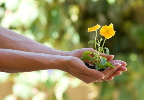 Hands holding a small green seedling with yellow flowers against a blurred outdoor background